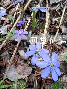 网贷征信花了但是没逾期 网贷征信花了但是没逾期
