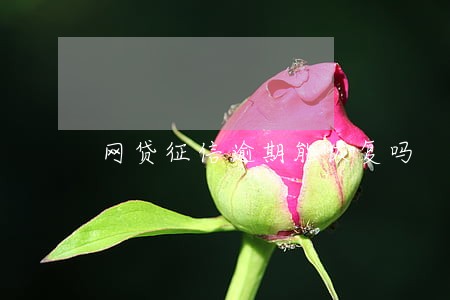 网贷征信逾期能恢复吗 网贷征信逾期能恢复吗