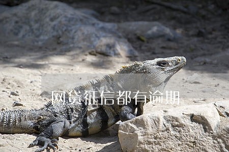 网贷征信都有逾期 网贷征信都有逾期