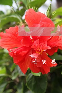 网贷很多但未逾期会影响征信吗 网贷很多但未逾期会影响征信吗