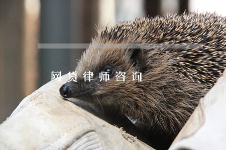 网贷律师咨询 网贷律师咨询