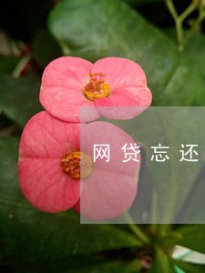 网贷忘还了逾期一天没事吗 网贷忘还了逾期一天没事吗