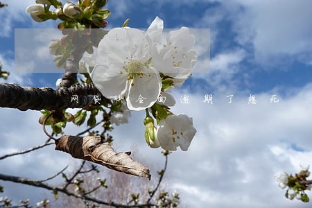 网贷快全面逾期了想死 网贷快全面逾期了想死