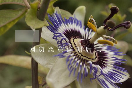 网贷恶意逾期后果 网贷恶意逾期后果