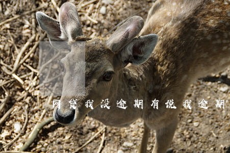 网贷我没逾期有说我逾期的 网贷我没逾期有说我逾期的