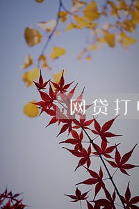 网贷打电话说只还本金可信吗 网贷打电话说只还本金可信吗