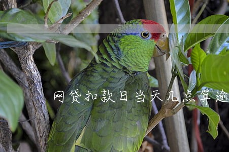 网贷扣款日当天几点算逾期 网贷扣款日当天几点算逾期
