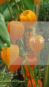 网贷掌中花逾期 网贷掌中花逾期