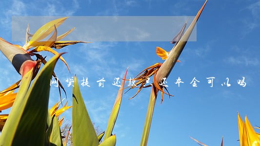 网贷提前还款只还本金可以吗 网贷提前还款只还本金可以吗