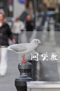 网贷撤销逾期 网贷撤销逾期