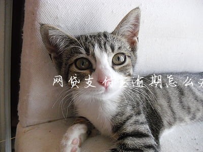 网贷支付宝逾期怎么办 网贷支付宝逾期怎么办