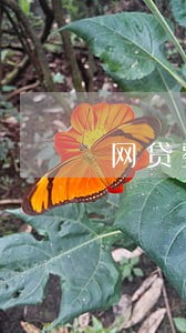 网贷整改借贷者逾期 网贷整改借贷者逾期