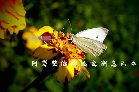 网贷整治面临逾期怎么办 网贷整治面临逾期怎么办