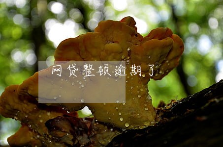 网贷整顿逾期了 网贷整顿逾期了