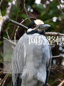 网贷整顿逾期会爆通讯录吗 网贷整顿逾期会爆通讯录吗