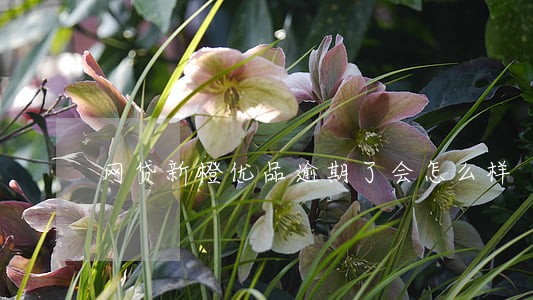 网贷新橙优品逾期了会怎么样 网贷新橙优品逾期了会怎么样