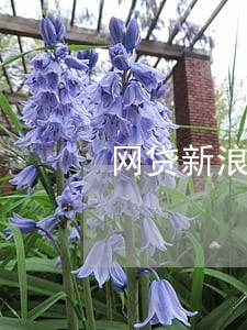 网贷新浪分期有逾期的吗 网贷新浪分期有逾期的吗