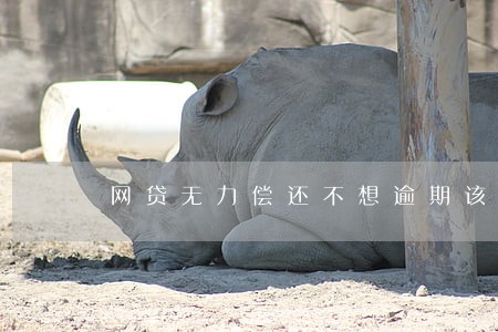 网贷无力偿还不想逾期该怎么办 网贷无力偿还不想逾期该怎么办