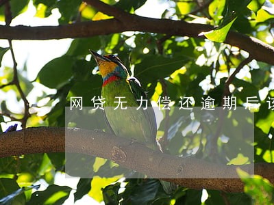 网贷无力偿还逾期后该怎么办 网贷无力偿还逾期后该怎么办
