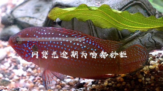网贷无逾期为啥都秒拒 网贷无逾期为啥都秒拒