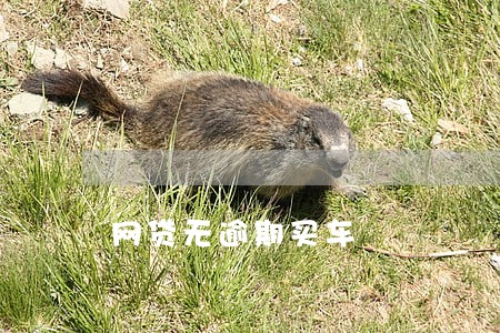网贷无逾期买车 网贷无逾期买车