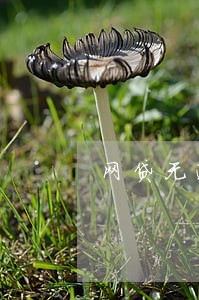 网贷无逾期对银行贷款的影响 网贷无逾期对银行贷款的影响