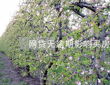 网贷无逾期影响买房吗 网贷无逾期影响买房吗