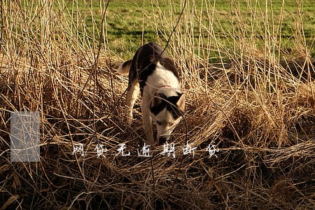 网贷无逾期断贷 网贷无逾期断贷