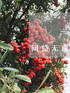 网贷无逾期有影响吗 网贷无逾期有影响吗