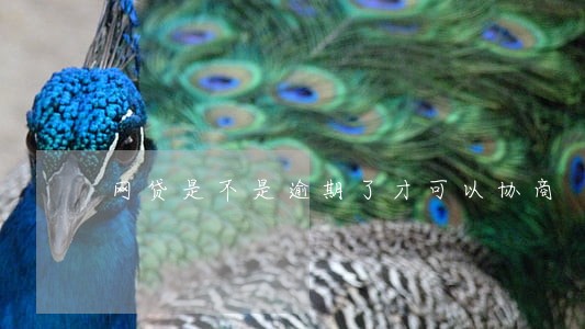 网贷是不是逾期了才可以协商 网贷是不是逾期了才可以协商