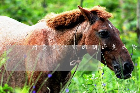 网贷是让它逾期还是以贷养贷 网贷是让它逾期还是以贷养贷