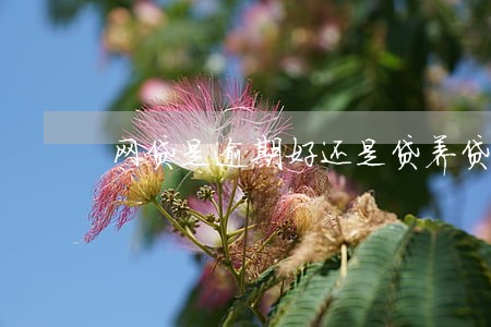 网贷是逾期好还是贷养贷好 网贷是逾期好还是贷养贷好