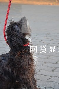 网贷显示逾期可是没有催收 网贷显示逾期可是没有催收