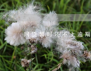 网贷暂时还不上逾期了怎么办