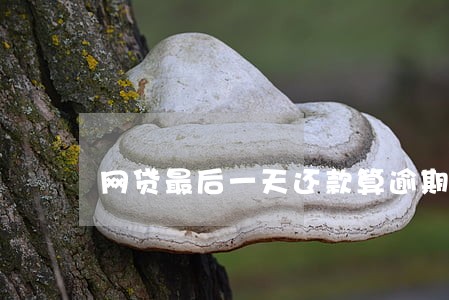 网贷最后一天还款算逾期吗 网贷最后一天还款算逾期吗