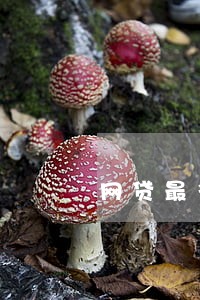 网贷最多逾期几天不上征信 网贷最多逾期几天不上征信