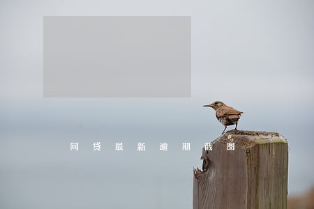 网贷最新逾期截图 网贷最新逾期截图