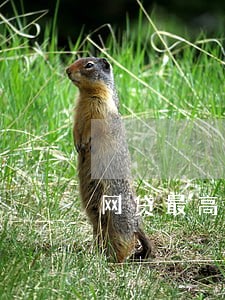 网贷最高逾期记录 网贷最高逾期记录