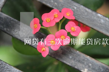 网贷有三次逾期能贷房款 网贷有三次逾期能贷房款