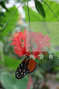 网贷有过逾期可以做担保人吗 网贷有过逾期可以做担保人吗