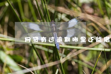 网贷有过逾期哪里还能借钱 网贷有过逾期哪里还能借钱