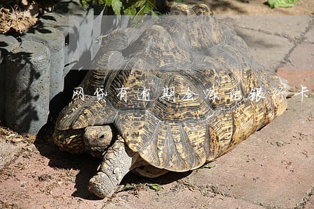 网贷有逾期会冻结银行卡吗