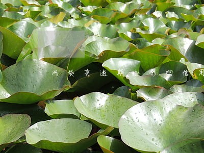 网贷有逾期会影响信用卡提额吗