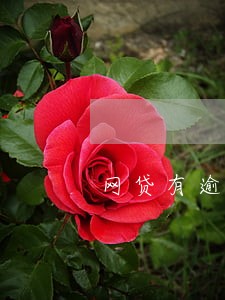 网贷有逾期信用卡能办理吗 网贷有逾期信用卡能办理吗