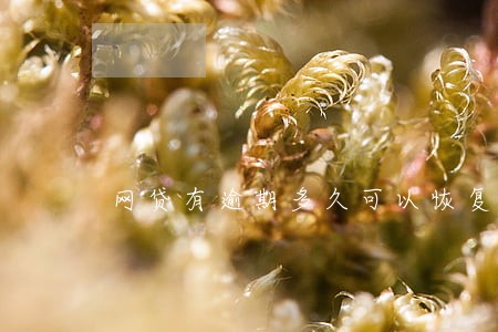 网贷有逾期多久可以恢复 网贷有逾期多久可以恢复