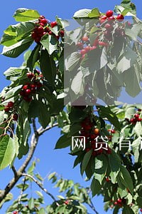 网贷有逾期归还后可以恢复吗 网贷有逾期归还后可以恢复吗