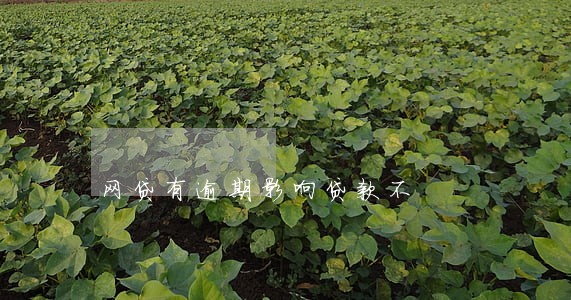 网贷有逾期影响贷款不