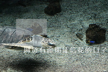 网贷有逾期征信花的口子 网贷有逾期征信花的口子