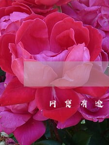 网贷有逾期手机可以分期吗 网贷有逾期手机可以分期吗