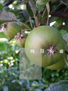 网贷有逾期的可以办理信用卡吗